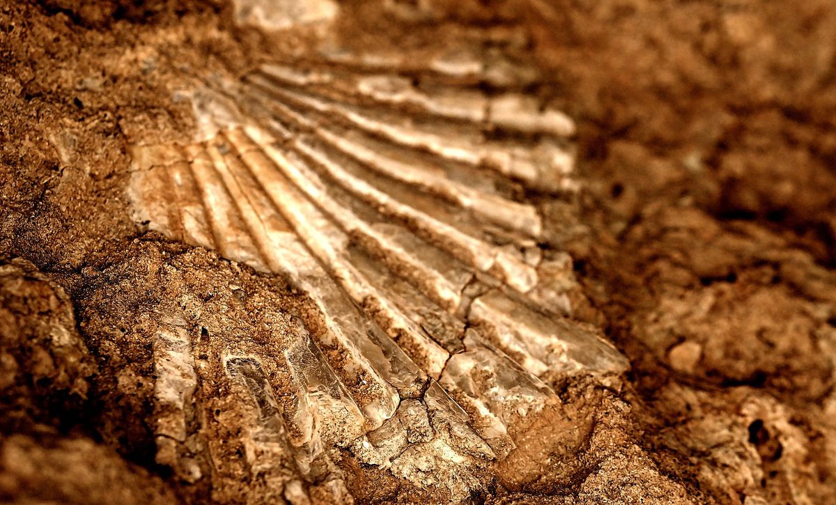 Zkamenělina (v Lefkosu)