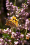 Motýlci na Skopelosu se musí činit - z květu na květ do roztrhání křidélek