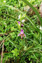 Tohle by mohl být Ophrys oestifera. Strádám nedostatkem vhodné literatury, takže další tořiče raději bez názvu, dokud si ji neopatřím ;)