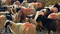 Ovce hrají všemi barvami, aby se od sebe rozpoznala jednotlivá stáda. Zde apartní vzor červeno-zelený :)
