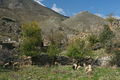 Asfendou je na podzim lidmi téměř opuštěná, na druhou stranu ovce jsou všudypřítomné