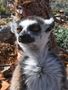 Král Jelimán, všech lemurů samozvaný pán :-)