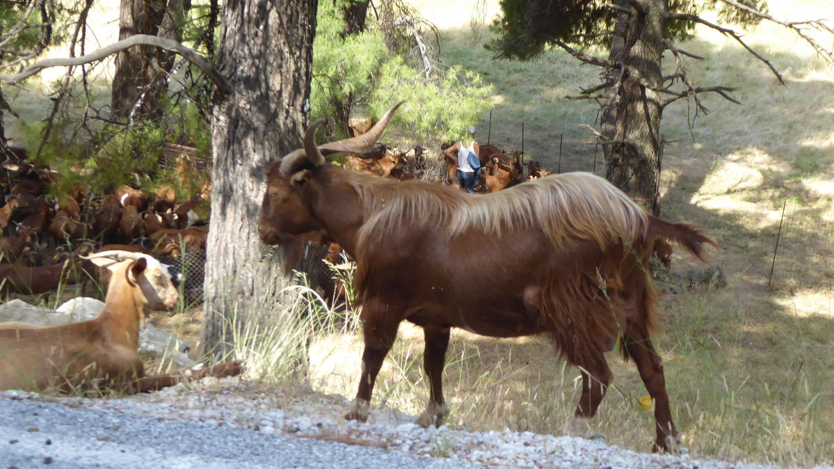 A s kůzletem rovnou celé stádo koz - jediných, které jsme na Skopelosu potkali.