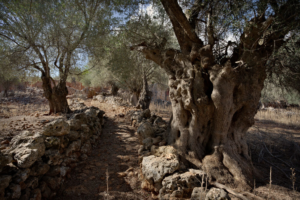 Pak prokličkuji zbytky zaniklé vesnice, mezi stařičkými olivovníky...