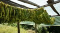 Dnes se jen omezeně pěstuje velmi kvalitní tabák odrůdy  Basma, který je ve světě považovaný za nejvíc ochucený a výrobci jej vyhledávají pro jeho specifické aroma.